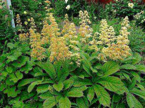 rogersia planting and care outdoors in siberia