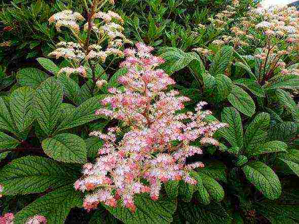 rogersia planting and care outdoors in siberia