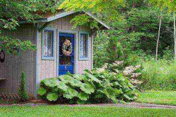 rogersia planting and care outdoors in siberia