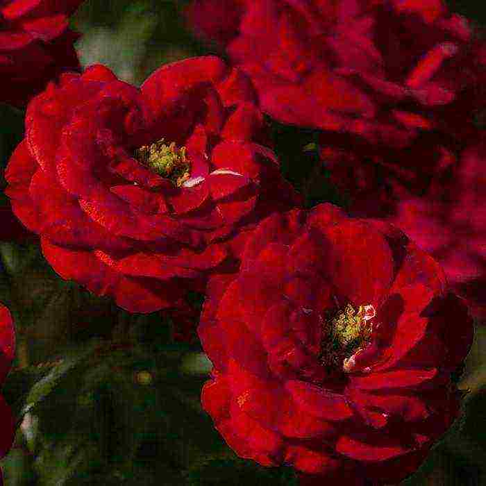 rose floribunda care planting and care in the open field