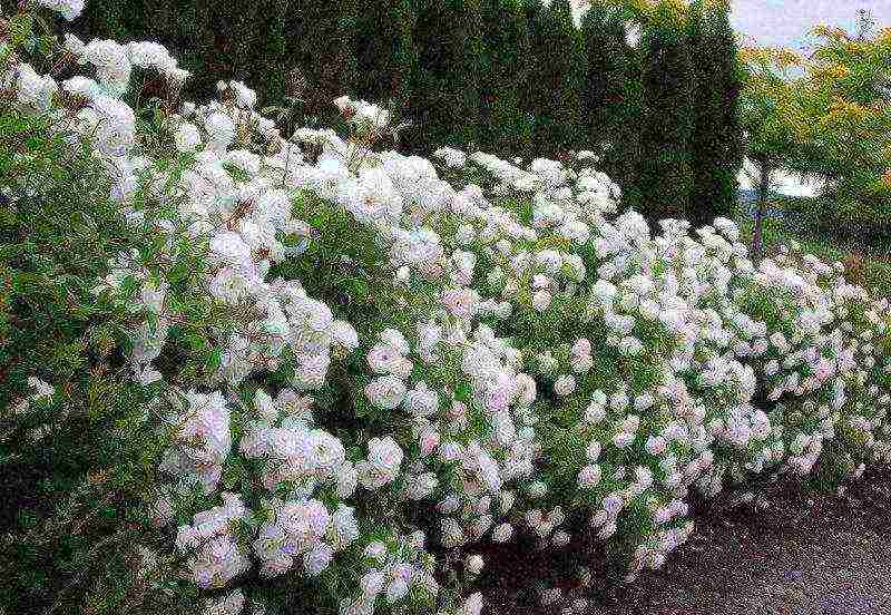 وردة floribunda رعاية زراعة ورعاية في المجال المفتوح