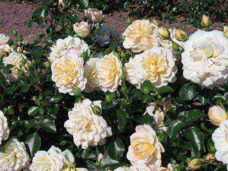 rose floribunda care planting and care in the open field