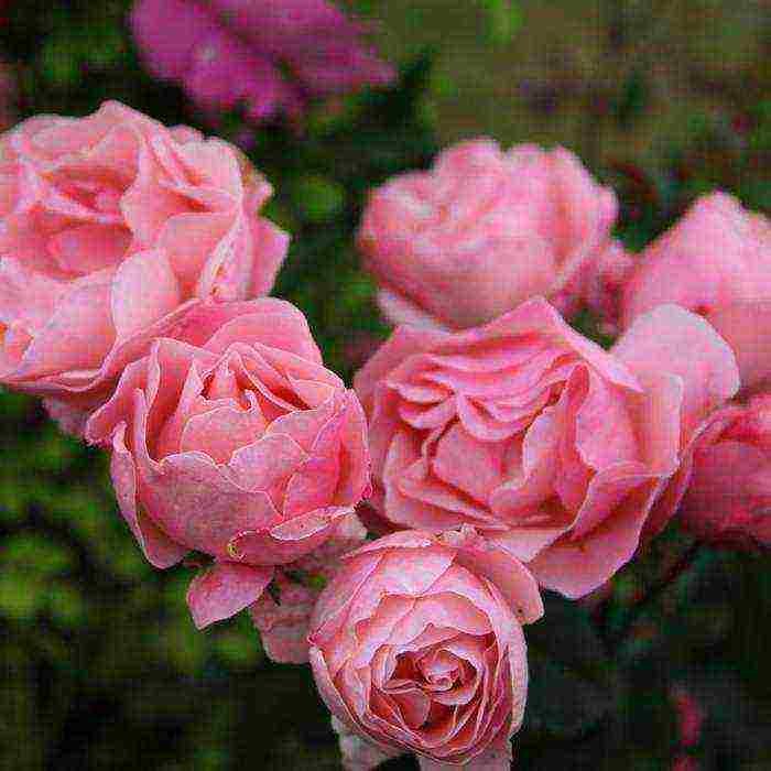 rose floribunda care planting and care in the open field