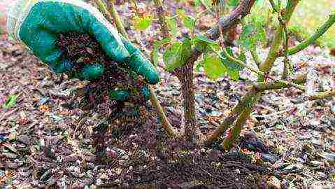 rose floribunda care planting and care in the open field