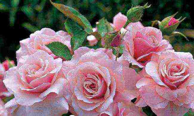 rose floribunda care planting and care in the open field