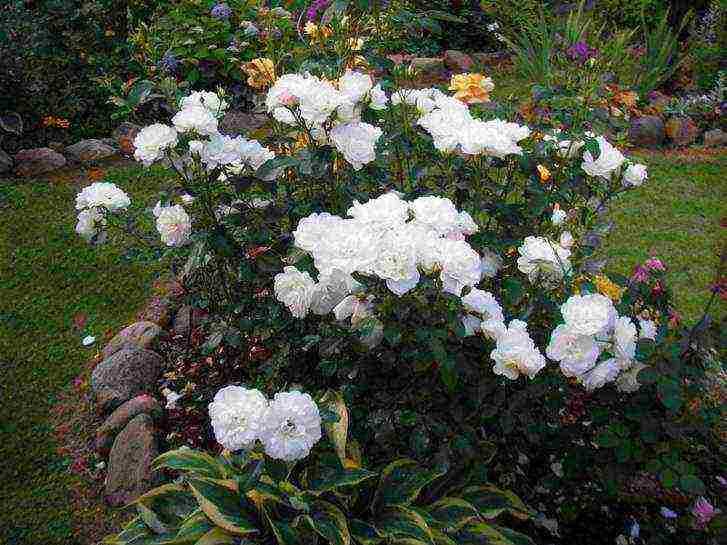 وردة floribunda رعاية زراعة ورعاية في المجال المفتوح