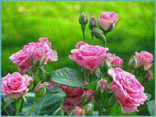 rose climbing planting and outdoor care varieties