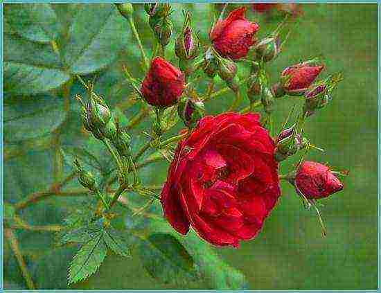 rose climbing planting and outdoor care varieties