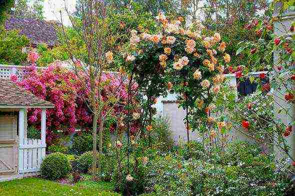 rose climbing planting and outdoor care varieties