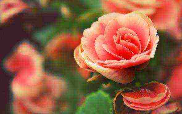 rose climbing planting and outdoor care varieties