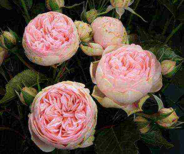 rose climbing planting and outdoor care varieties