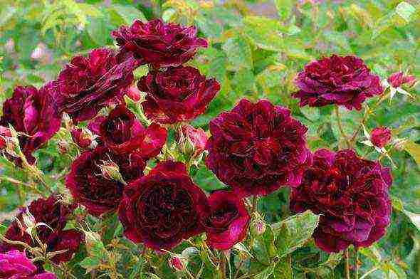 rose climbing planting and outdoor care varieties