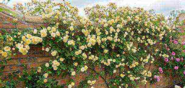 rose climbing planting and care in the open field varieties