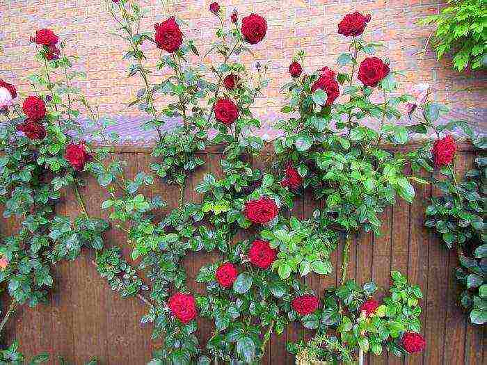 rose climbing planting and outdoor care varieties