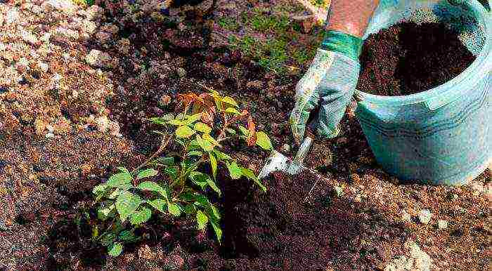 rose climbing planting and outdoor care varieties