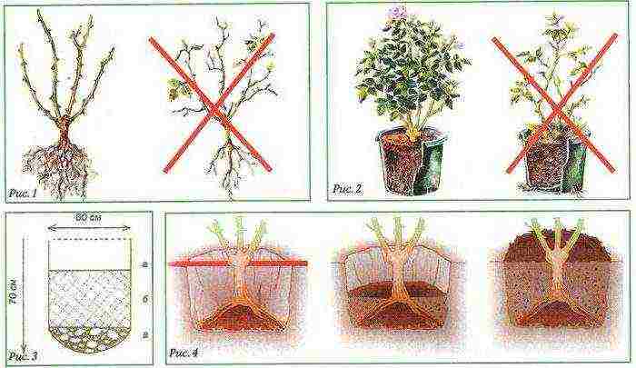 pagtanum ng rosas na pagtatanim at mga panlabas na uri ng pangangalaga