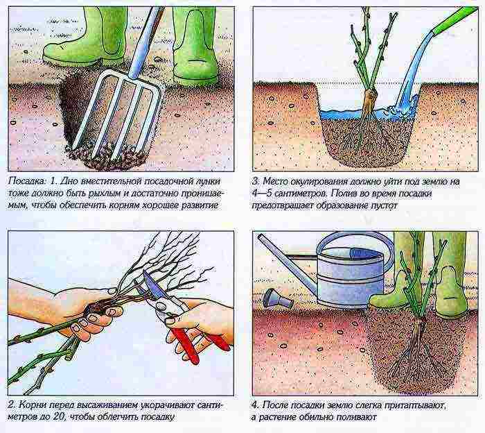 rose climbing planting and outdoor care varieties