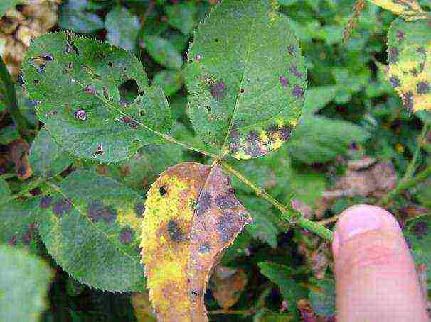 rose climbing planting and outdoor care varieties