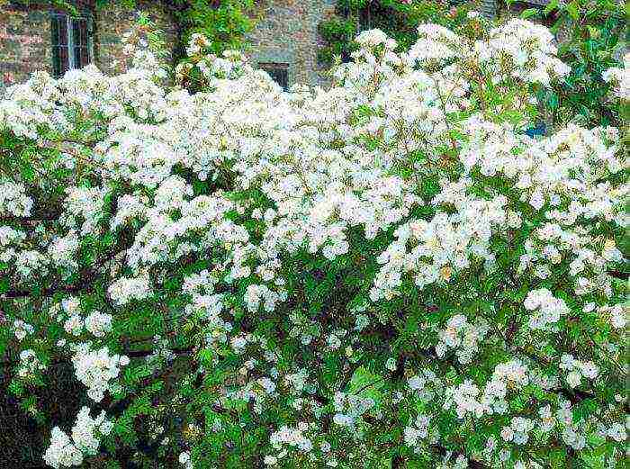 rose climbing planting and care in the open field varieties