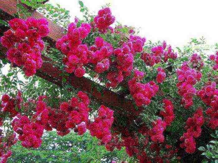 rose climbing planting and care in the open field varieties