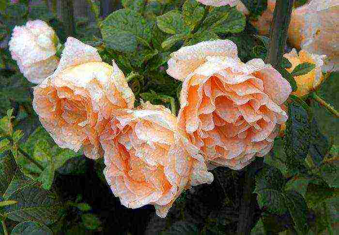 rose climbing planting and outdoor care varieties