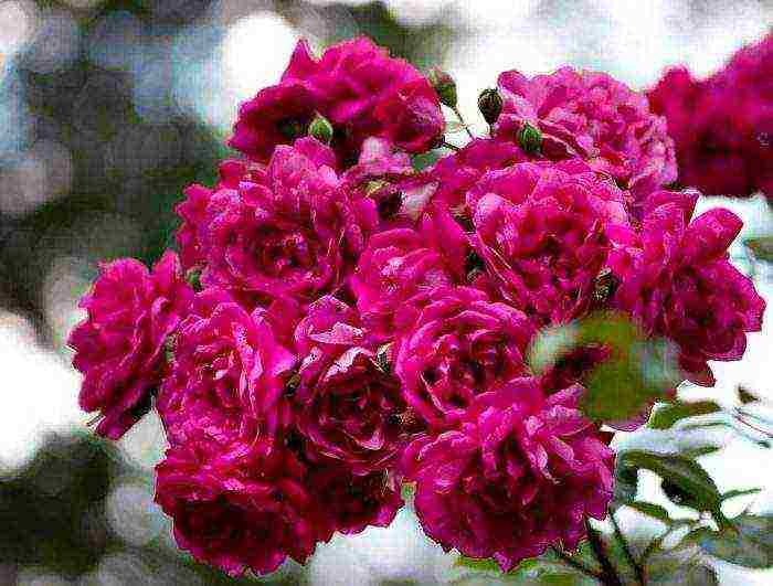 rose climbing planting and care in the open field varieties