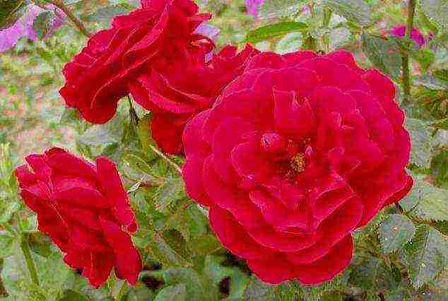 rose climbing planting and outdoor care varieties