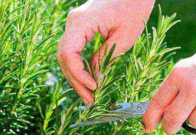 rosemary planting and care in the open field in the Urals