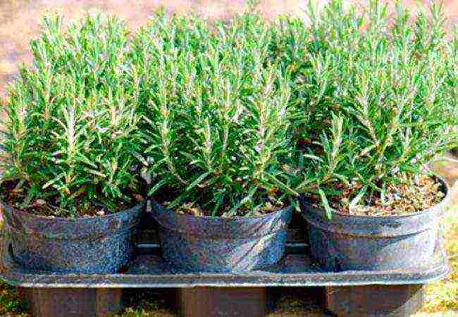 rosemary planting and care in the open field in the Urals