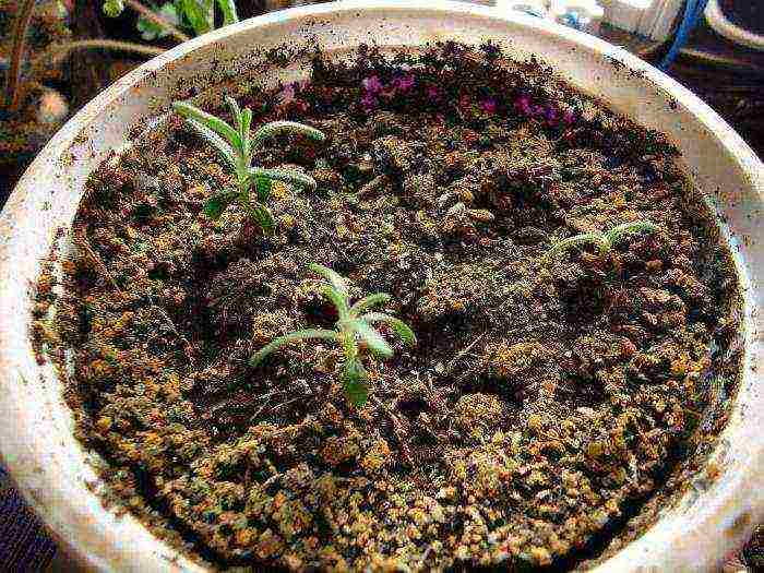 rosemary planting and care in the open field in the Urals