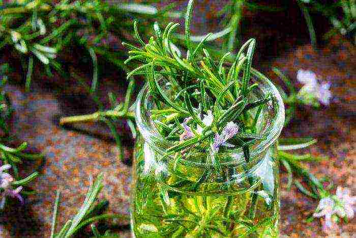 rosemary planting and care in the open field in the Urals