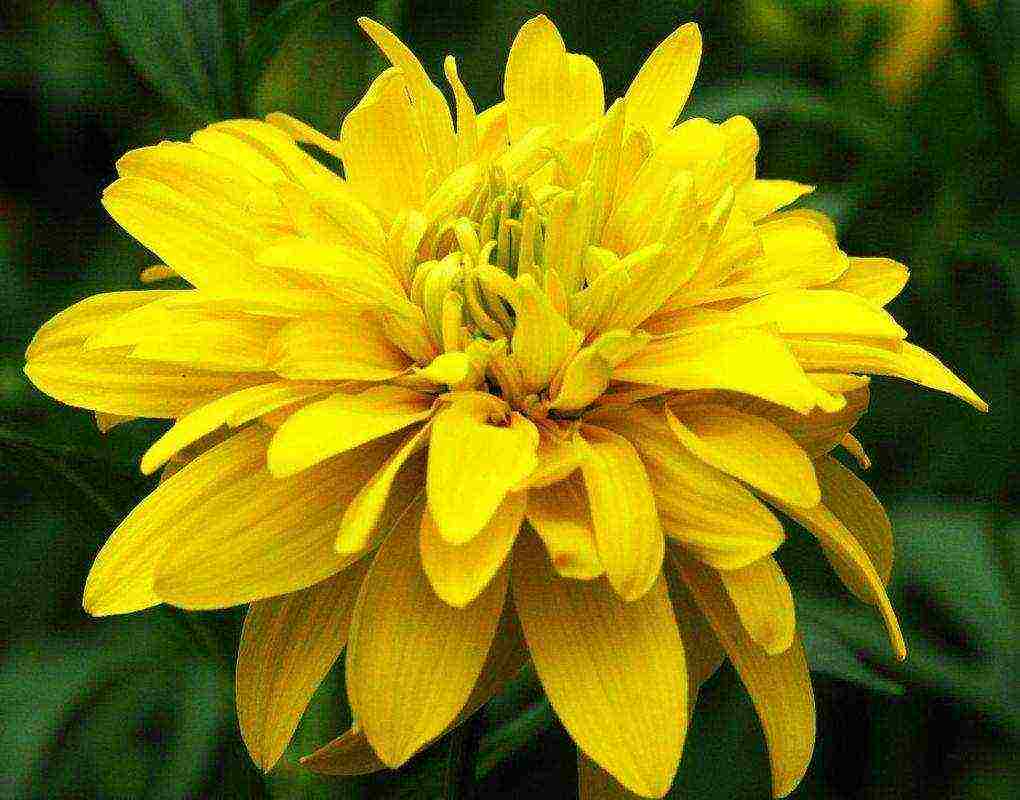 rudbeckia ปลูกและดูแลในทุ่งโล่งในอูราล