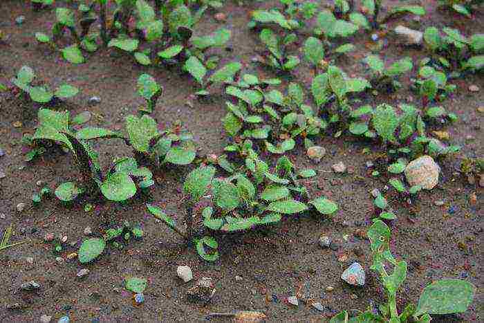 rudbeckia planting and care in the open field in the urals