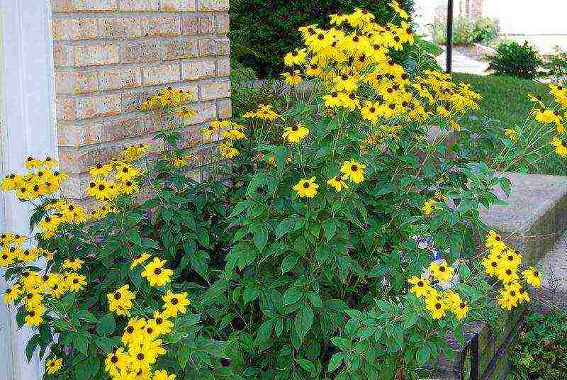 rudbeckia planting and care in the open field in the urals