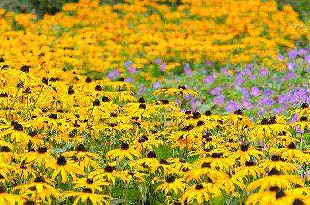 pagtatanim at pangangalaga sa rudbeckia sa bukas na bukid sa mga ural