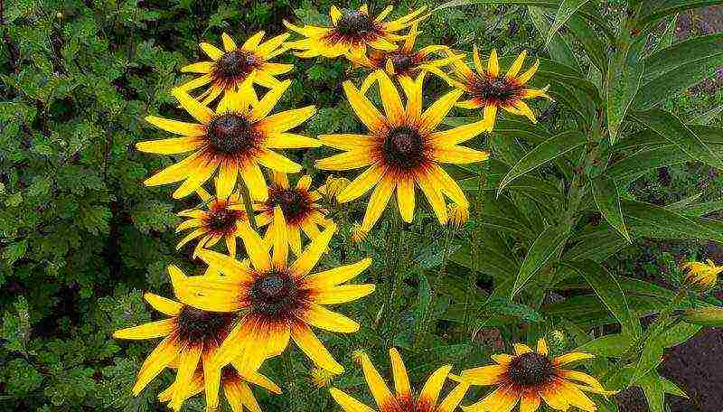 rudbeckia planting and care in the open field in the urals