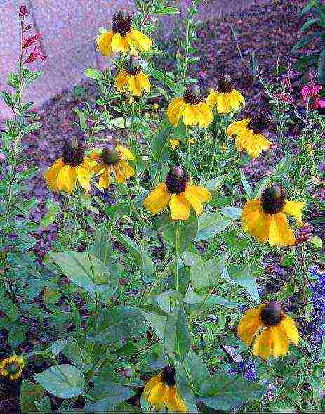 rudbeckia ปลูกและดูแลในทุ่งโล่งในอูราล