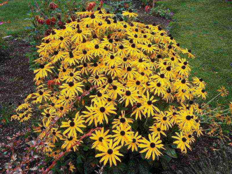 rudbeckia ปลูกและดูแลในทุ่งโล่งในอูราล