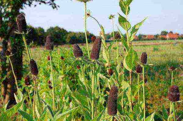 rudbeckia planting and care in the open field in the urals