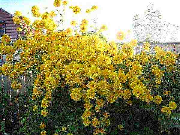 pagtatanim at pangangalaga sa rudbeckia sa bukas na bukid sa mga ural