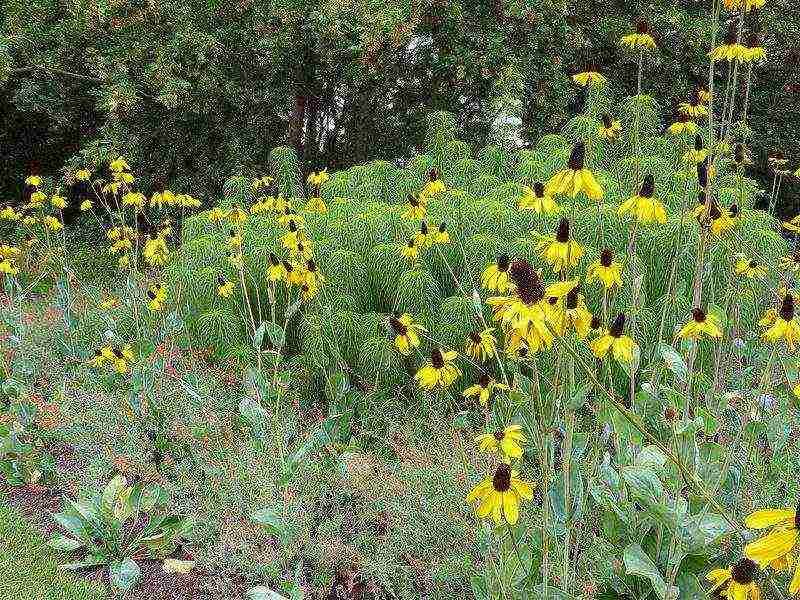 rudbeckia planting and care in the open field in the urals