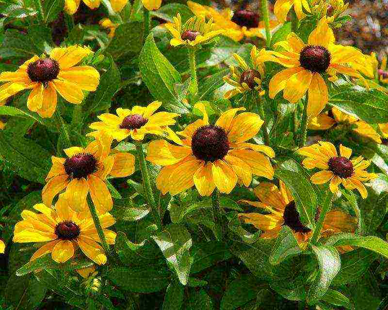 rudbeckia planting and care in the open field in the urals