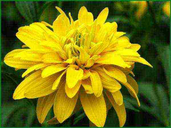 rudbeckia ปลูกและดูแลในทุ่งโล่งในอูราล