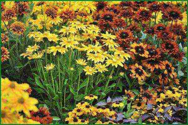 rudbeckia planting and care in the open field in the urals