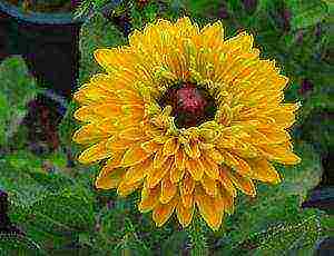 rudbeckia planting and care in the open field in the urals