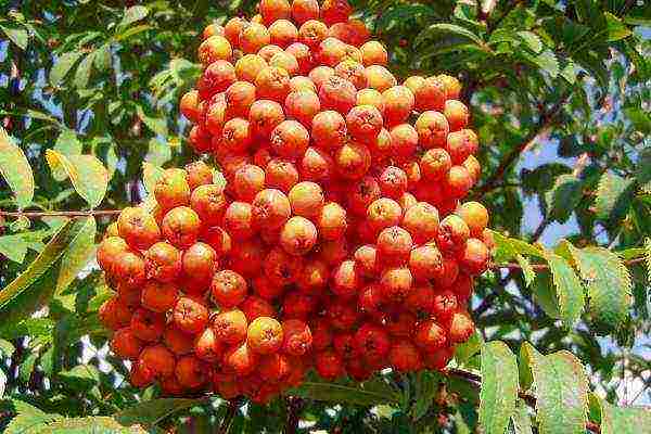 mountain ash best varieties