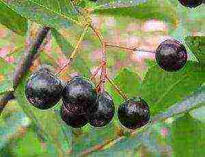 mountain ash best varieties