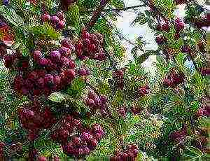 mountain ash best varieties