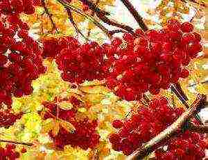 mountain ash best varieties