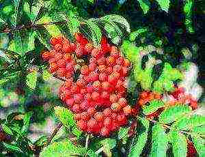 mountain ash best varieties